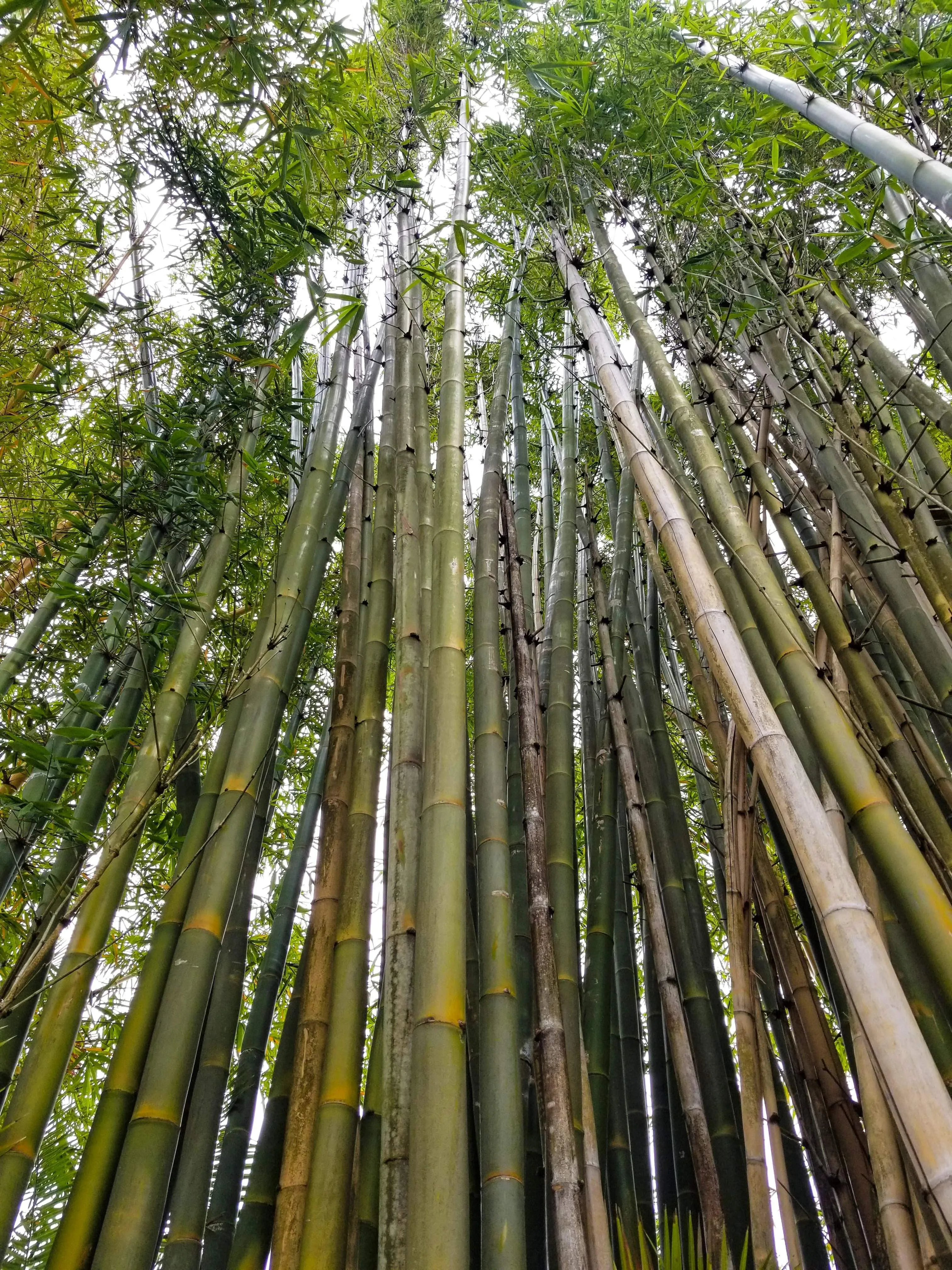 Poolside | Lake Hammock with Bamboo Stand